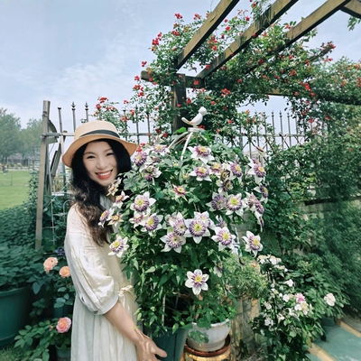 铁线莲爬藤植物庭院耐寒绿植