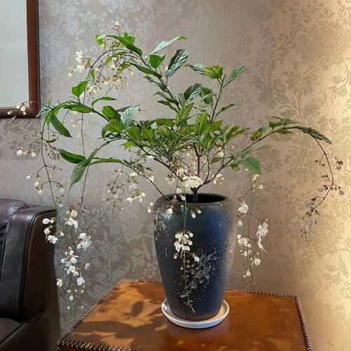 垂丝茉莉花盆栽垂枝茉莉泰国进口绿植白玉蝴蝶开花清香垂茉莉大苗