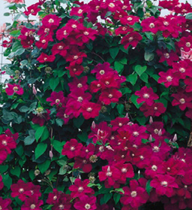 阳台盆栽绿植花卉 落日 铁线莲花苗 大花 庭院藤本爬藤攀援植物