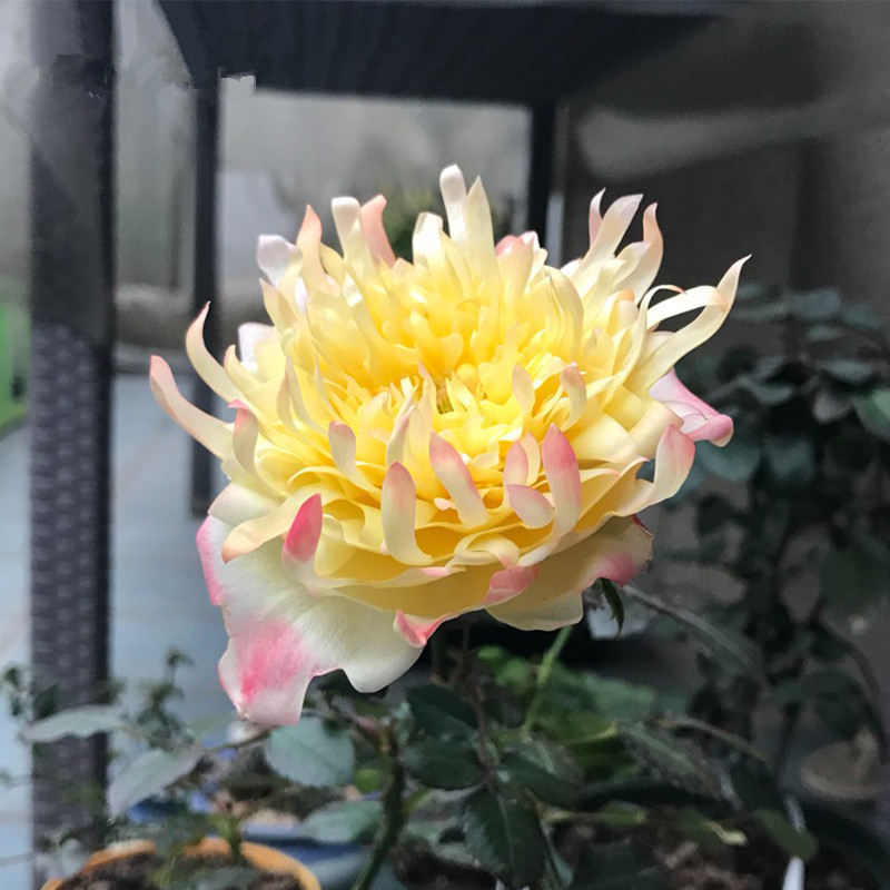 月季花 烟花波浪 烟火褶裙荷兰月季浓香多季勤花花瓣优美似菊花