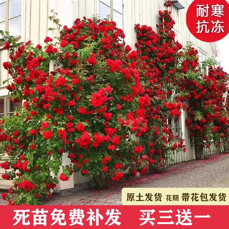 买三送一顺丰直达原盆原土发货