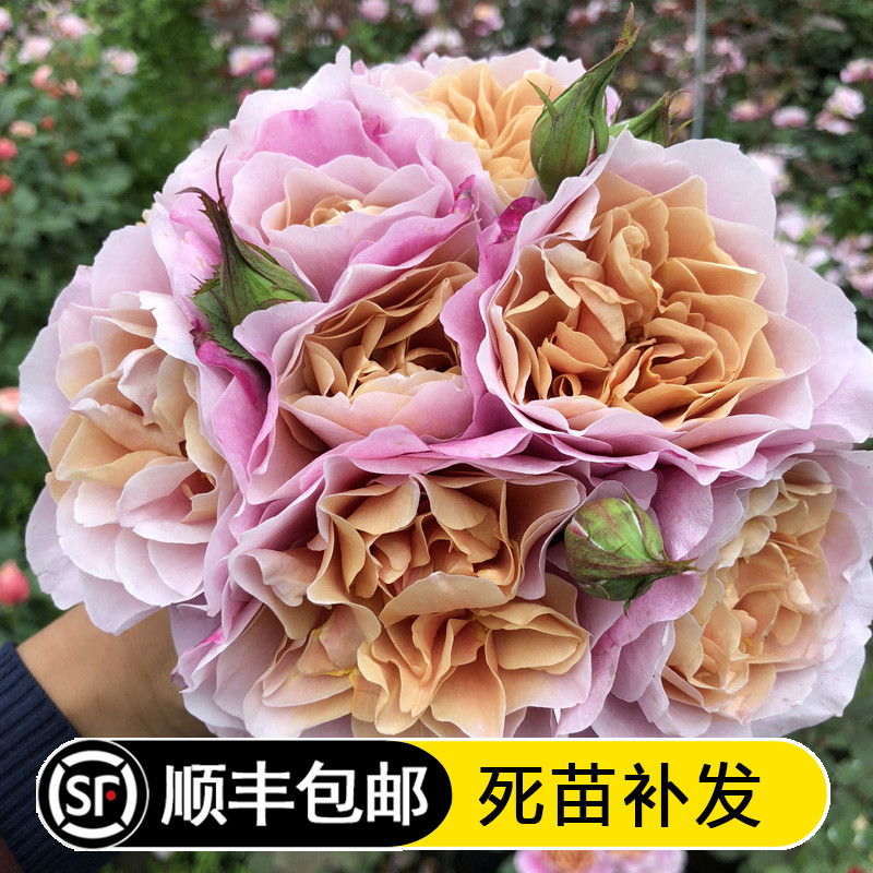 遥远的鼓声庭院混合变色月季苗图片