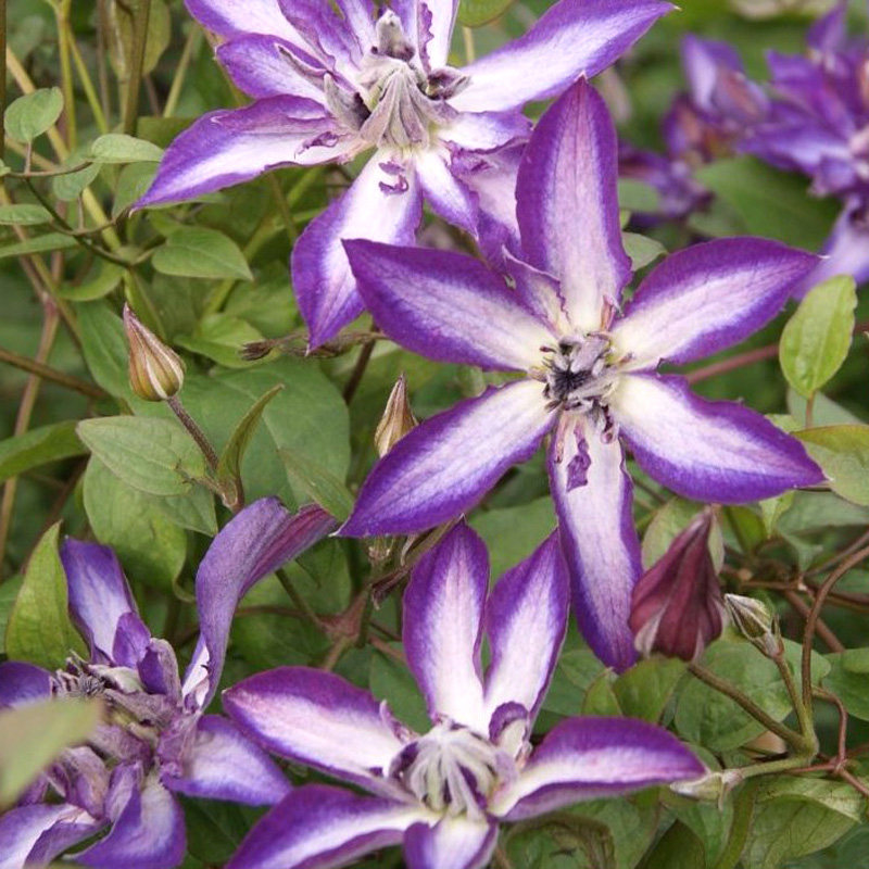 阳台盆栽绿植花卉 雅特新星 铁线莲花苗大花庭院藤本爬藤攀援植物