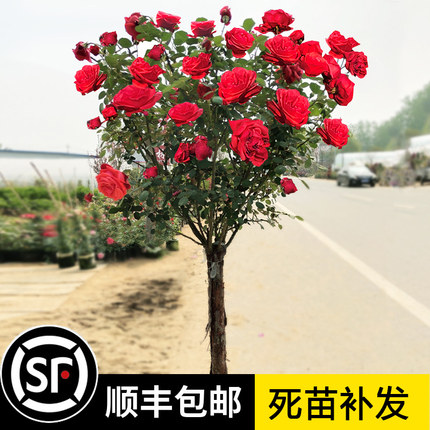 树桩月季花苗特大花多色花朵四季花卉庭院高杆棒棒糖嫁接树状月季
