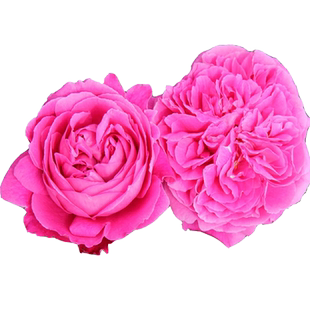 漩砚花卉 欧月仙王座 月季花苗 大花浓香耐晒月季盆栽扦插苗庭院