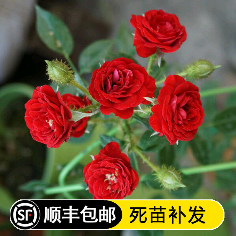 欧月 无条件的爱 红色月季花苗多花微型庭院阳台四季开花花卉盆栽