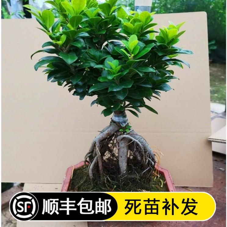 榕树绿植盆栽大榕树大头榕室内盆景人参容榕树盆景树桩小叶榕树