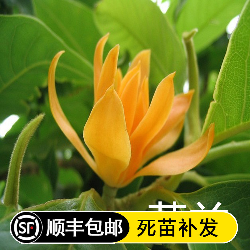 嫁接白兰花苗盆栽黄兰花树苗黄桷兰浓香阳台庭院四季绿植当年开花