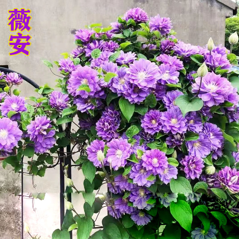 阳台盆栽绿植 薇安 铁线莲花苗 重瓣大花庭院藤本爬藤攀援植物