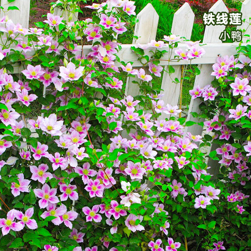 阳台盆栽绿植花卉 小鸭 铁线莲花苗 大花 庭院藤本爬藤攀援植物