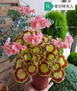 奎尔特夫人直立天竺葵多美丽花卉天竺葵花苗盆栽花卉植物