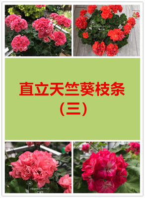 美丽花卉直立天竺葵枝条