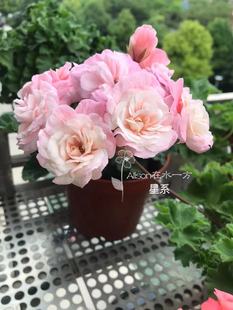 星系兽系天竺葵花苗盆栽花卉植物多美丽花卉