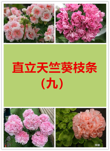 【多美丽花卉】直立天竺葵扦插枝条，没有根（九）