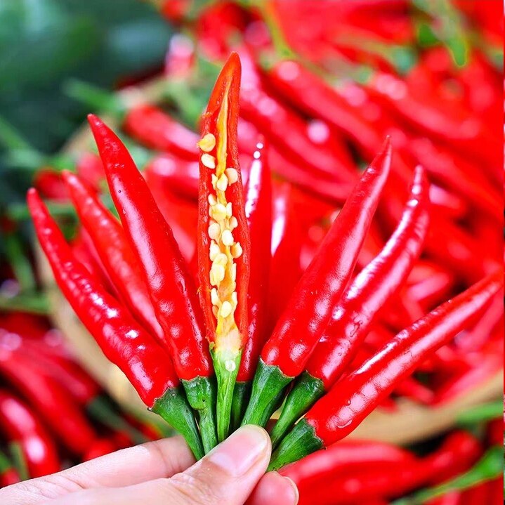 云南德宏特产小米辣朝天椒辣椒超辣特辣红辣椒小米辣新鲜现摘现发