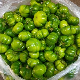 云南苦子果新鲜绿色苦子果大苦子果野生苦茄野菜