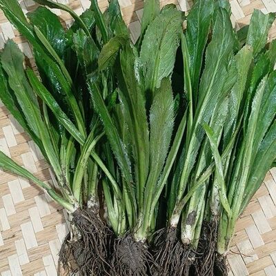 云南老缅芫荽大香菜苗