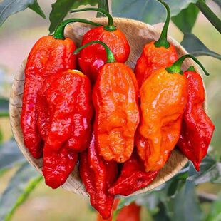 云南德宏新鲜涮涮辣椒魔鬼椒火锅蘸料