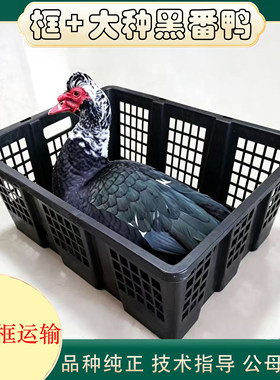 大种一斤红脸黑番鸭苗+透气框运输 西洋鸭鸳鸯嘴红头鸭活禽运输框