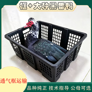大种一斤红脸黑番鸭苗+透气框运输 西洋鸭鸳鸯嘴红头鸭活禽运输框