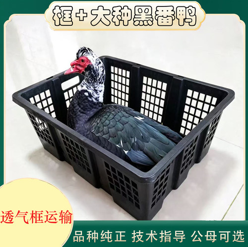 大种一斤红脸黑番鸭苗+透气框运输 西洋鸭鸳鸯嘴红头鸭活禽运输框