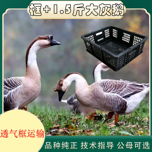 正宗大种1斤大灰鹅+透气框 脱温散养马岗鹅灰雁鹅活禽运输框