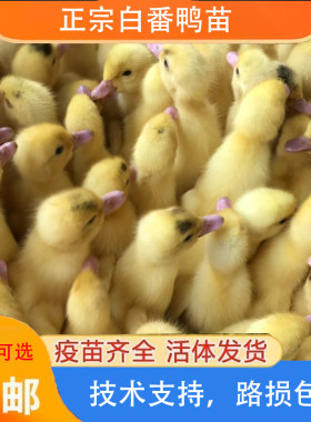 福建正宗大种白番鸭苗正宗幼苗白番西洋红脸网红宠物鸭【宠物鸭】