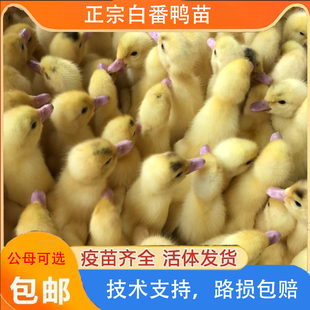 福建正宗大种白番鸭苗正宗幼苗白番西洋红脸网红宠物鸭【宠物鸭】