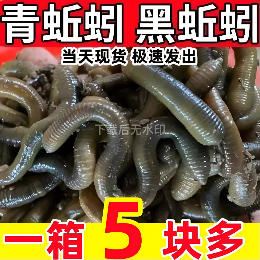 湖北青蚯蚓大号活物鲜活鱼饵鳝鱼黄鳝诱饵黑蚯蚓松土渔具钓鱼饵料