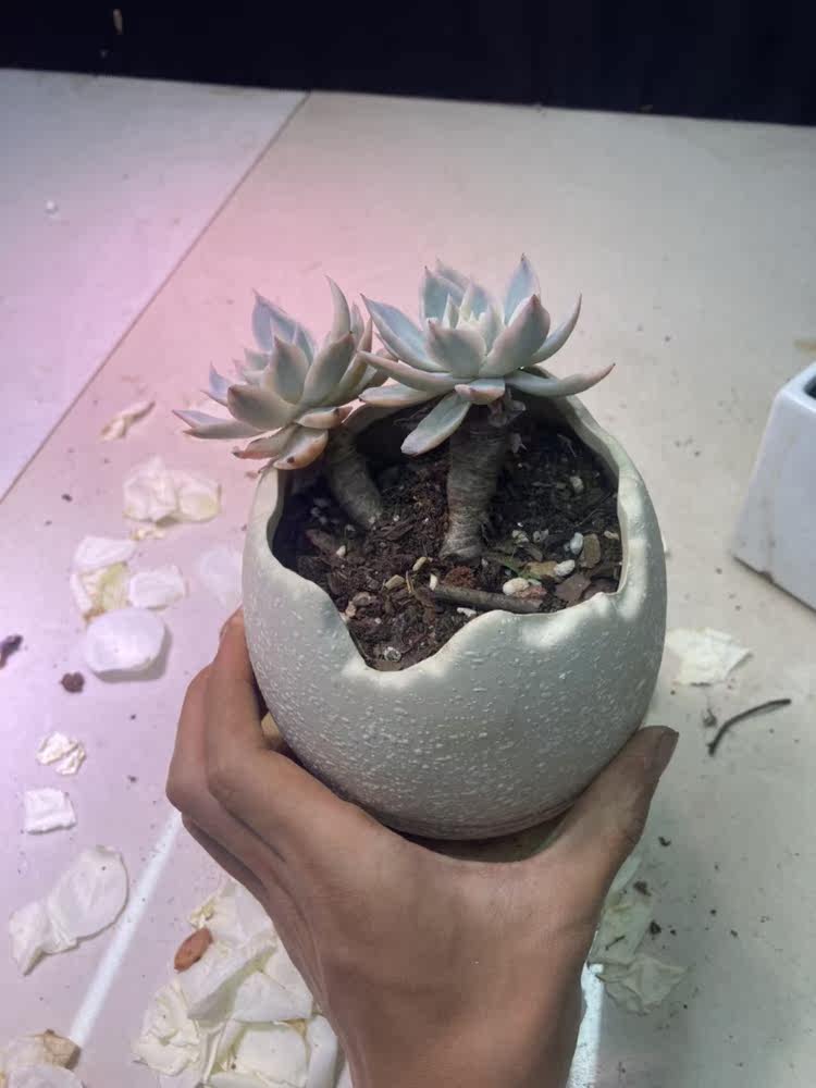 皮氏芦荟 五叉牟 皮尔兰斯芦荟多肉植物百科图片 培育种植 饲养繁殖 Sbike 皮氏芦荟 五叉牟 皮尔兰斯芦荟多肉植物百科图片 培育种植 饲养繁殖 Sbike