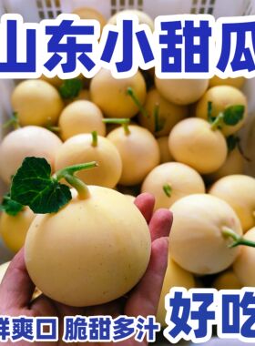 山东甜瓜小蜜蜂星甜20新鲜香瓜蜜瓜当季水果孕妇蜜甜瓜奶香头茬