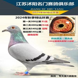 种鸽信鸽成绩鸽赛鸽原环种鸽纯血种鸽冠军信鸽
