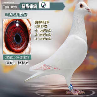 纯白村松白成绩鸽种鸽血统鸽比赛成绩鸽【江苏沂北赛鸽职业赛手】