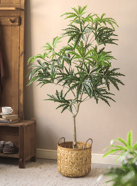 采购产品模拟绿色植物，孔雀木，大型植物美化，装饰盆栽植物，室