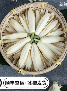 广西玉兰花新鲜现摘白玉兰花黄桷兰花香车内客厅卧室可做玉兰花茶