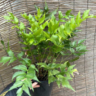 贯众蕨成品盆栽大苗耐寒零下15度室内阳台耐阴花卉绿植多年生
