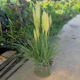 金叶石菖蒲银线矮蒲苇花叶山管兰盆栽黄金姬花镜植物庭院公园花卉