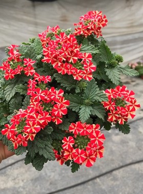 耐寒新款庭院紫色小绣球美女樱盆栽花开艳丽其姿态丰富开花多年生