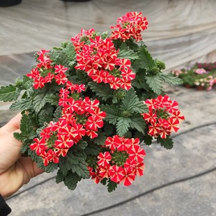 耐寒新款庭院紫色小绣球美女樱盆栽花开艳丽其姿态丰富开花多年生