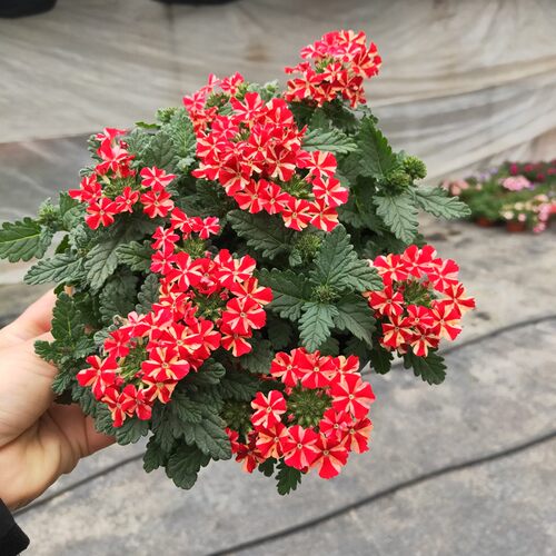 美女樱盆栽花开艳丽多姿