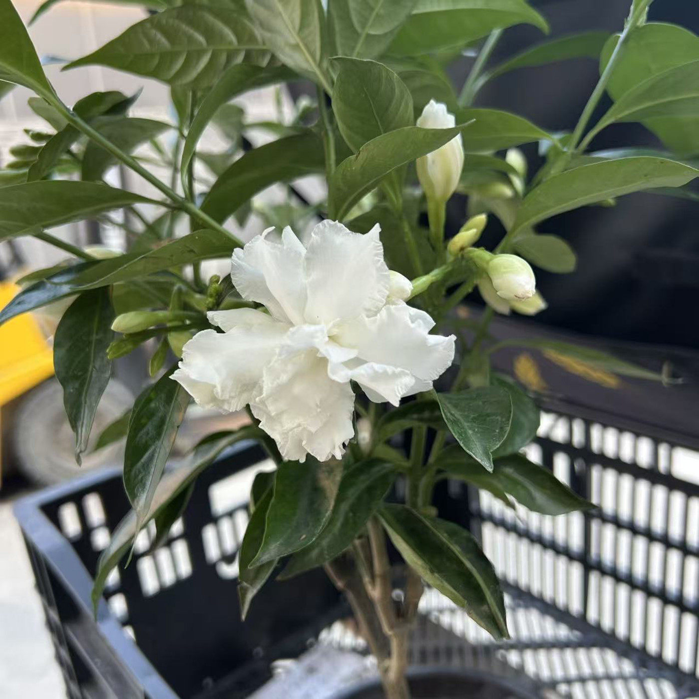白色重瓣狗牙花盆栽丁香花开花香叶子四季常青木本植物多年生好养