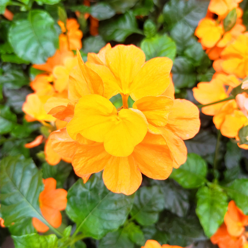 带花宿根好养耐热四季木本植物