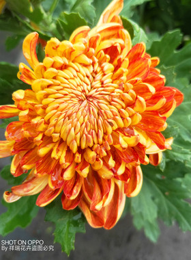 龙爪菊拉丝菊 秋菊大菊花 庭院阳台楼顶盆栽 多年生宿根花卉包邮