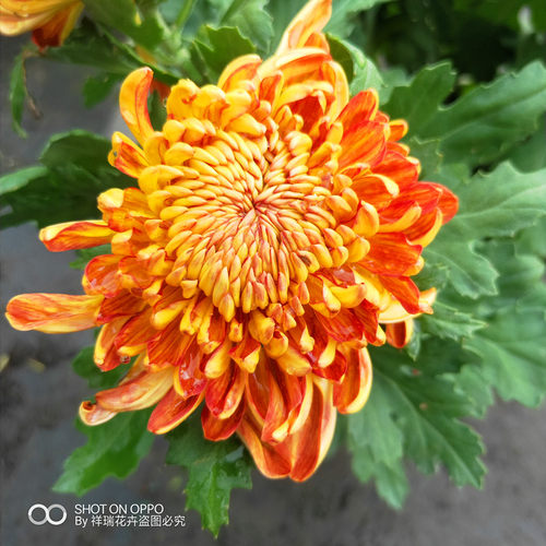 拉丝宿根花卉庭院龙爪菊