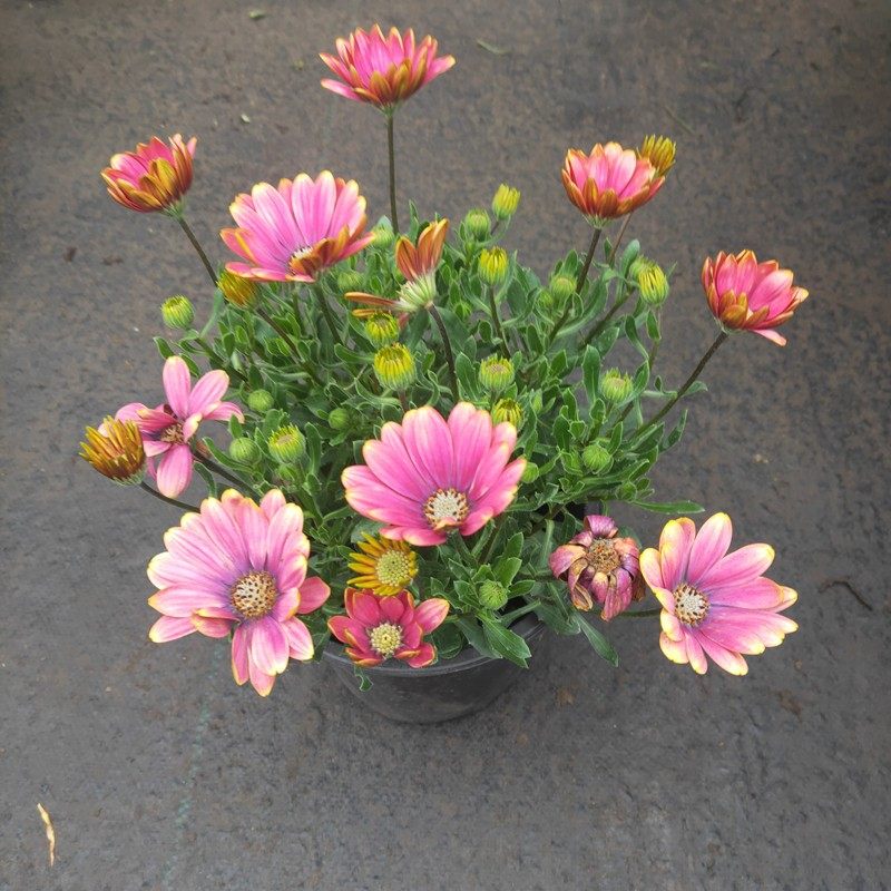 非洲万寿菊盆栽带花大苗 多年生 南非蓝目菊四季庭院花卉2盆包邮