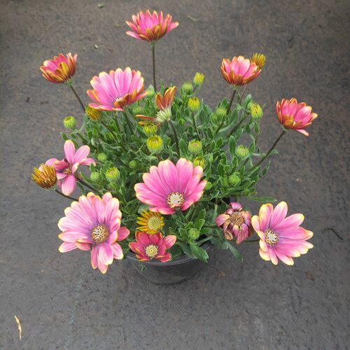 万寿菊盆栽带花大苗好养