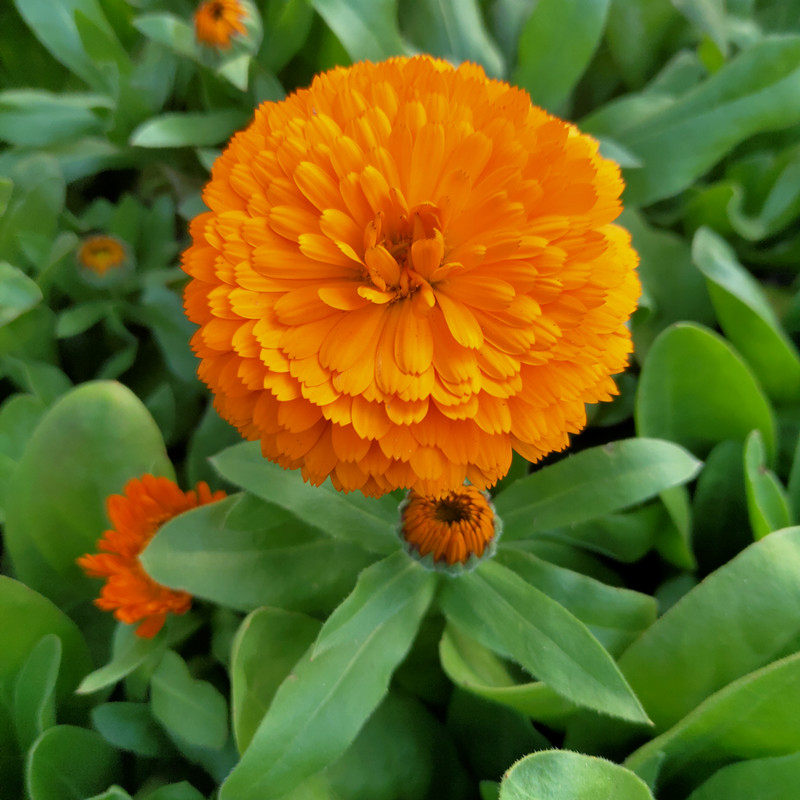 耐寒花卉金盏菊盆栽多年生室外阳台庭院花园植物带花苞包邮孔雀草