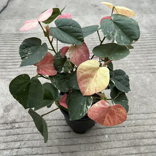 花叶黄槿成品大苗盆栽木本植物多年生花园阳台办公桌盆景耐热花卉