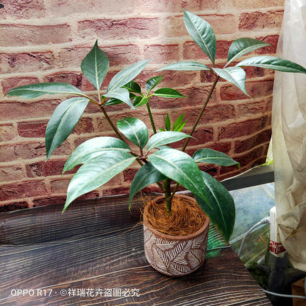 大叶伞保罗新款祥瑞花卉大株日本进口品种室内盆栽绿植净化风植物