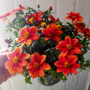 祥瑞花卉晚秋鬼针草盆栽花苗带花苞状态好四季开花庭院阳台花好养
